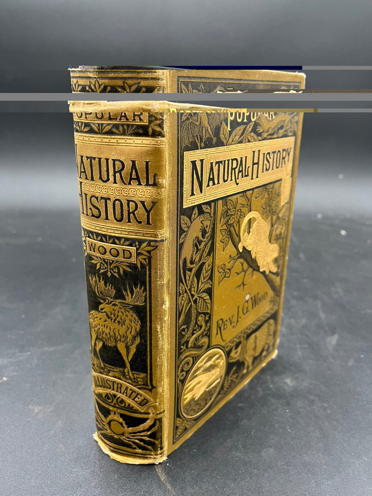 Popular Natural History