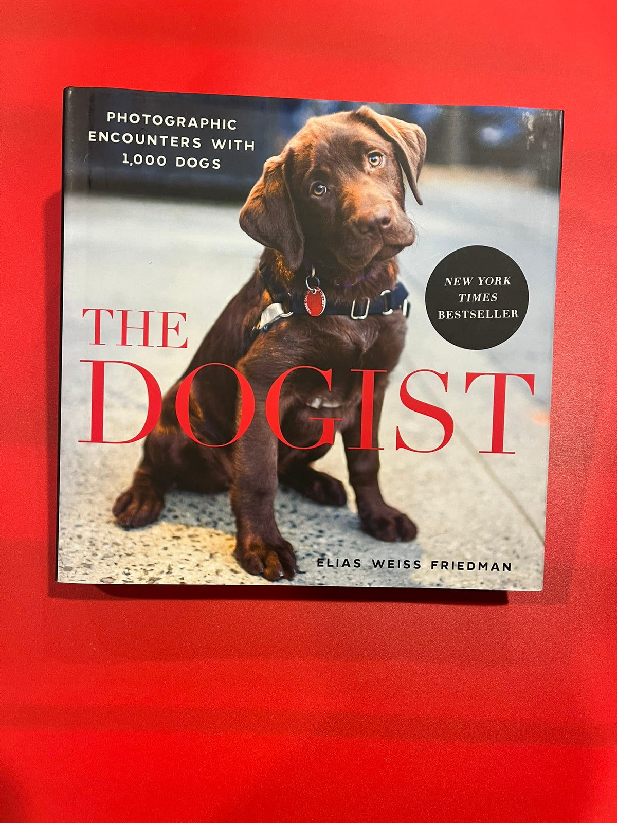 The Dogist
