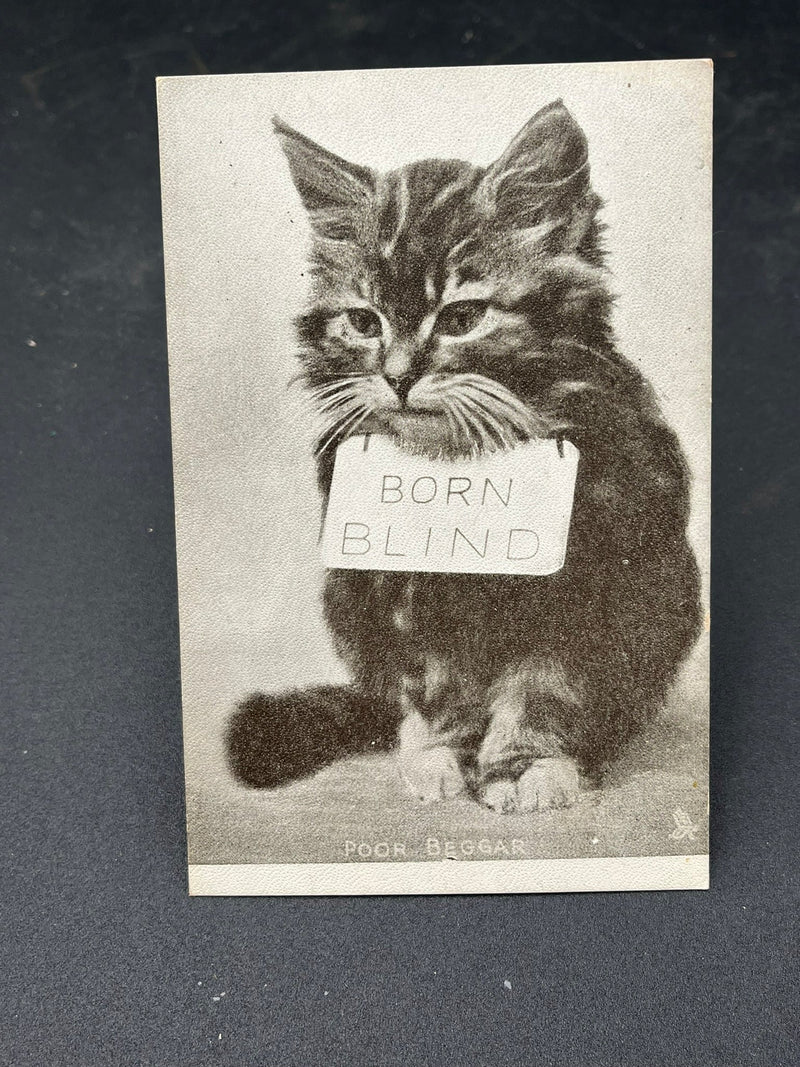 Blind Cat - Poor Beggar