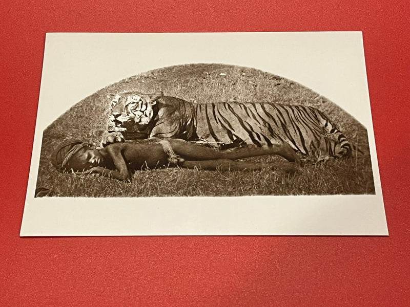 Sleeping Tiger - Sleeping Boy