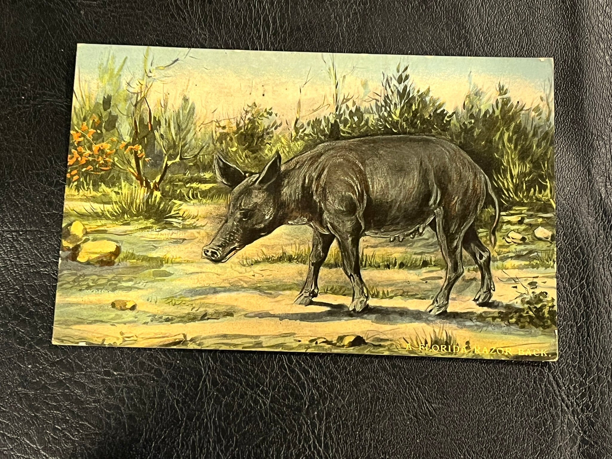 Florida Razor Back – History Bound