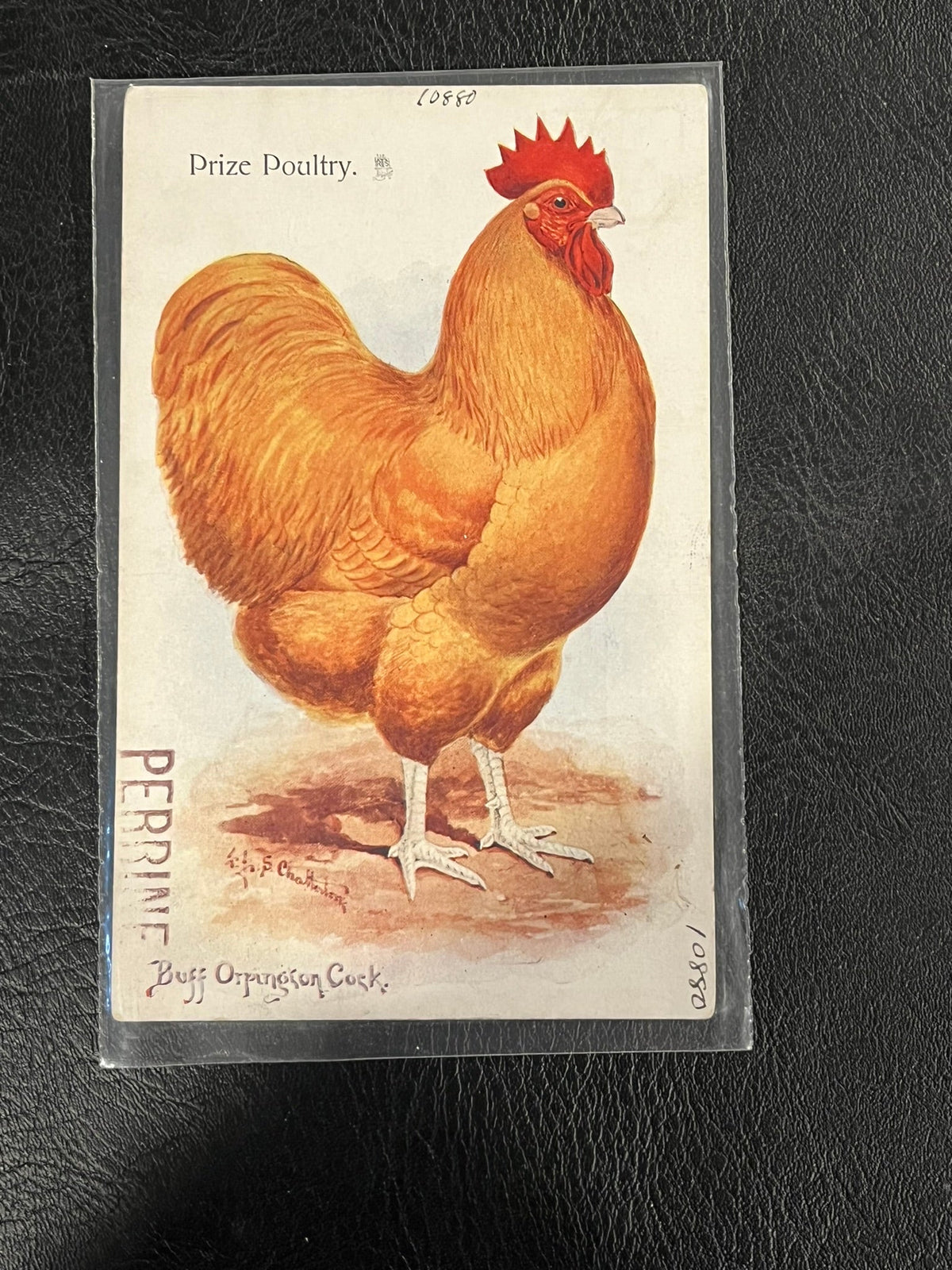Buff Orpington Cock