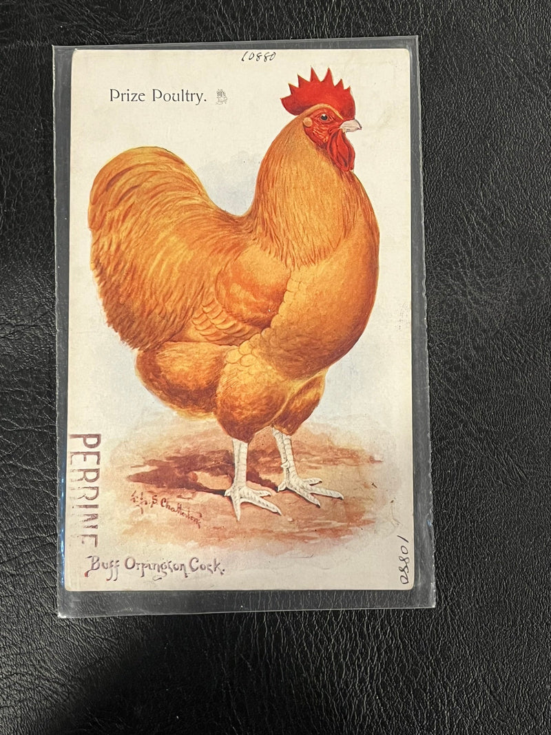 Buff Orpington Cock