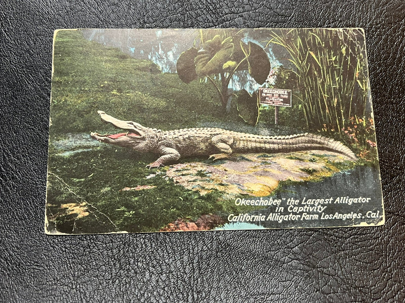 Okeechobee - The Largest Alligator in Captivity