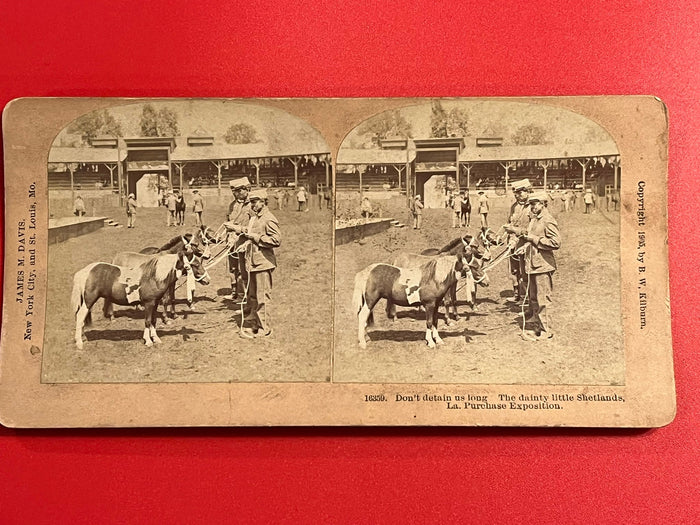 Shetland Ponies at the Louisiana Purchase EXpo.