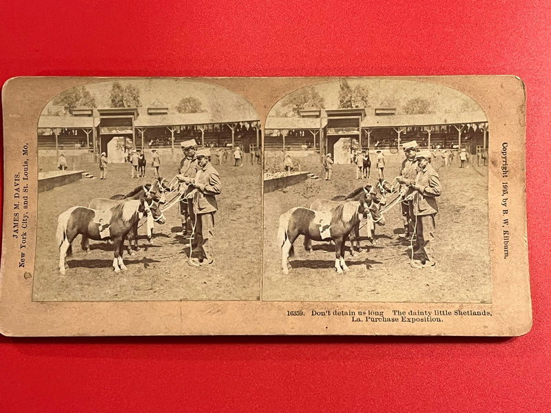 Shetland Ponies at the Louisiana Purchase EXpo.