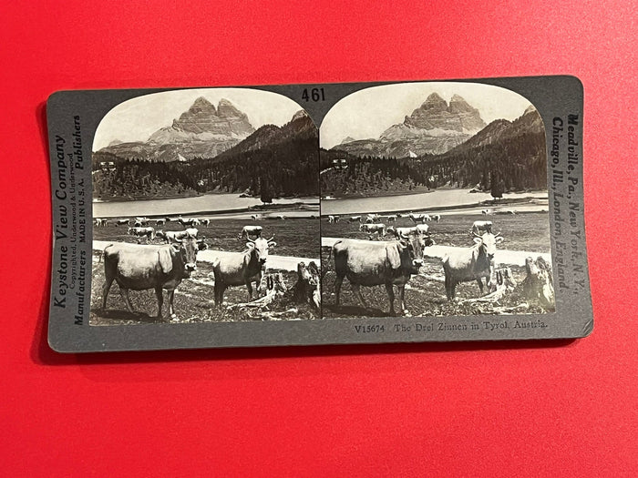Red Zinnen Cows - Austria