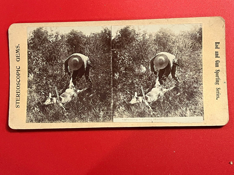 Skinning a Pronghorn