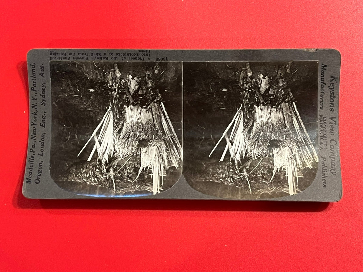 Kaiser's Forest Shattered like Toothpicks
