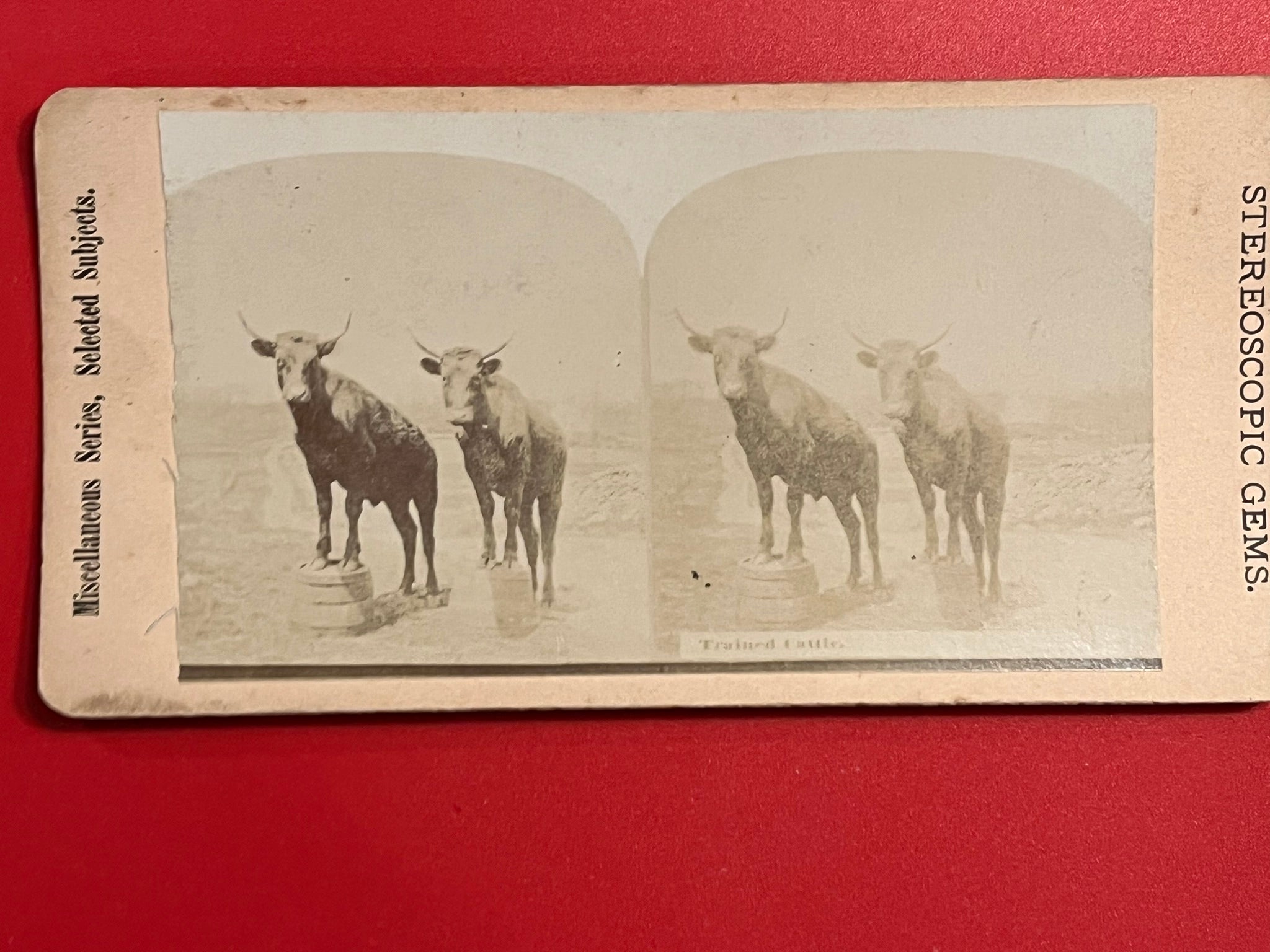 CATTLE HISTORY CHARACTERISTICS BEHAVIOR AND MEAT visual data 8