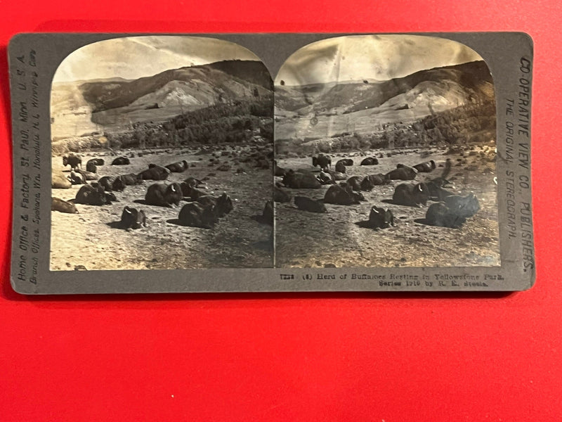 Buffalo Herd - Yeellowstone